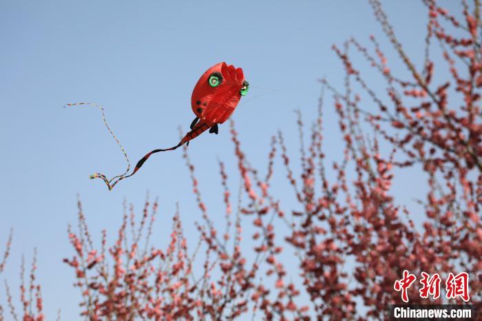 風箏在花中飛舞?！∴囆?攝