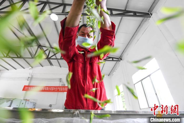 村民將茶葉攤青晾干?！钊A峰 攝