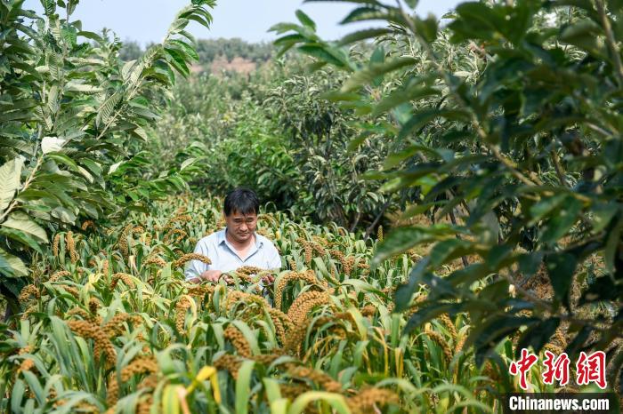 農業專家劉正理正在查看谷子生長情況。　趙亮 攝