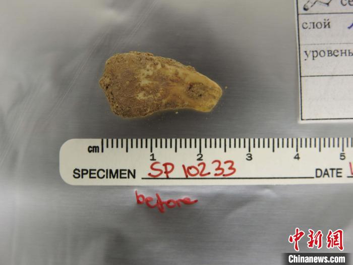 打孔鹿牙墜飾提取DNA前(圖片來自馬克斯·普朗克演化人類學(xué)研究所)。　施普林格·自然 供圖