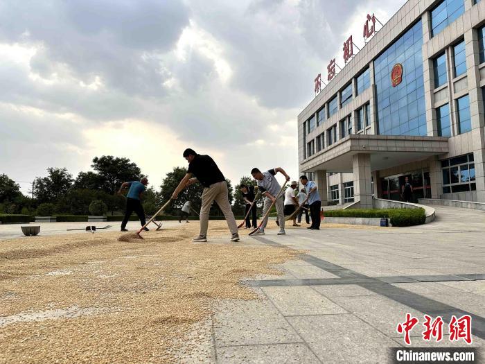 平原縣組織志愿者幫助農民晾曬小麥。 張偉 攝