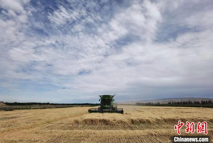 894.3公斤！石河子一麥田再創新疆冬小麥畝產新高