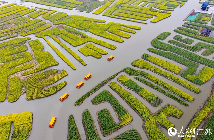 萬畝“垛田”陸續披上金裝。周社根攝