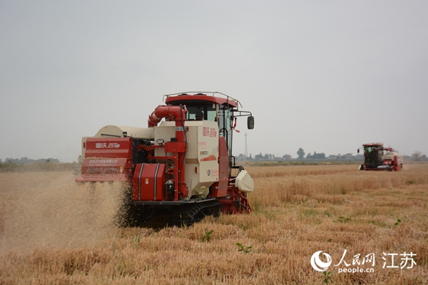 5月下旬，勝利圩高標(biāo)準(zhǔn)農(nóng)田內(nèi)，大型收割機(jī)作業(yè)。韋東寧攝