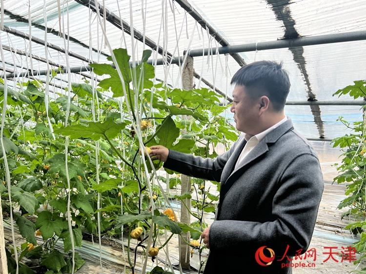 西青區辛口鎮大杜莊村黨總支書記、村委會主任畢紅鴿介紹當下大棚里種植的造型奇特的文玩葫蘆。  人民網 孫翼飛攝