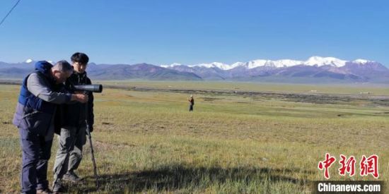 圖為工作人員正在進行黑頸鶴衛星跟蹤和環志工作。　祁連山國家公園青海省管理局供圖 攝