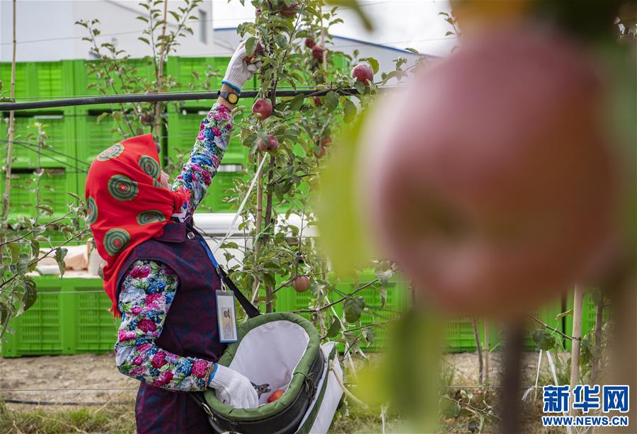 （社會）（5）西藏山南：生態搬遷點迎來蘋果豐收