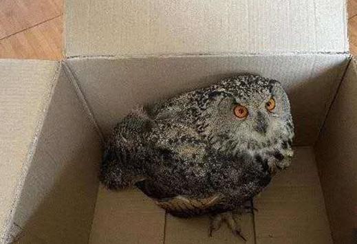 圖為青海省西寧市大通縣公安局森林警察大隊民警救助的國家二級保護野生動物——雕鸮。　青海省公安廳森林警察總隊供圖 攝