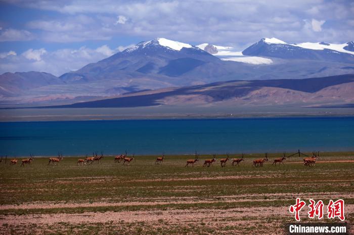 從317國道遠眺達則錯，湖岸藏羚羊與雪山美景令人矚目。　<a target='_blank' ><p  align=