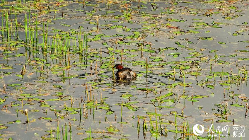 納帕海濕地內遷徙停留的鳥。呂昊辰攝