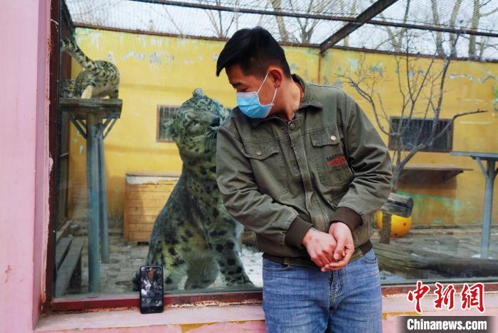 圖為雪豹“奶爸”史壽軍直播休息時與雪豹互動。　馬銘言 攝