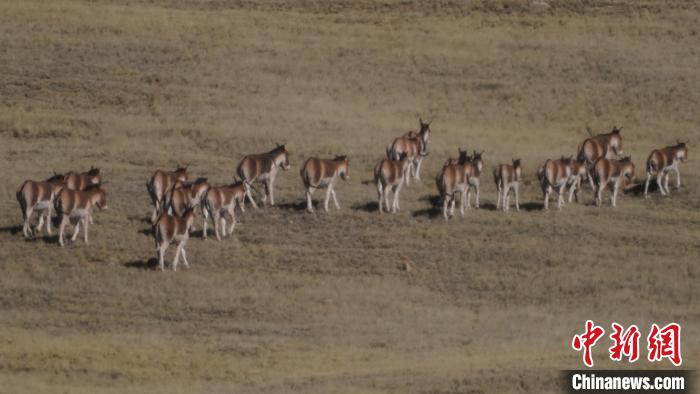 圖為草地上的西藏野驢?！“簿S斌 攝