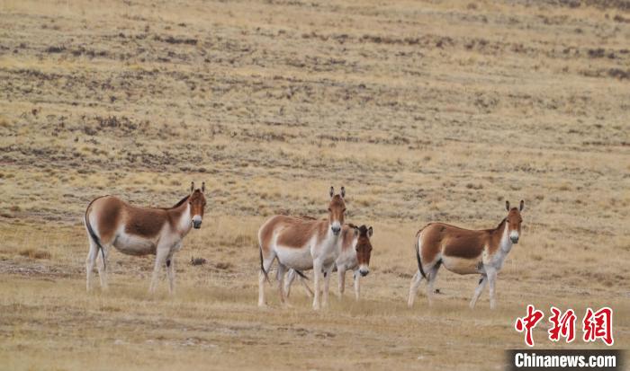 圖為草地上的西藏野驢?！“簿S斌 攝