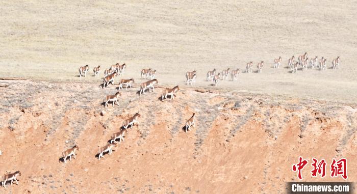 圖為西藏野驢奔跑在山間?！∥溲┓?攝