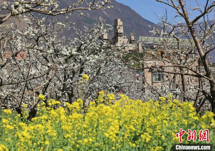 潔白的李花與村寨交相輝映，勾勒出一幅美麗的和諧生態畫卷。　何清海 攝