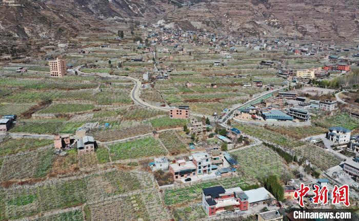 潔白的李花與村寨交相輝映，勾勒出一幅美麗的和諧生態畫卷。　何清海 攝