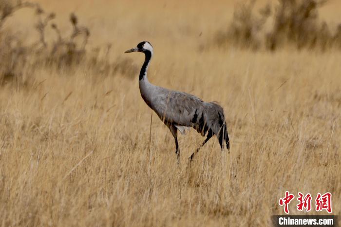 圖為灰鶴在青海海西蒙古族藏族自治州都蘭縣巴隆地區“閑庭漫步”?！?松太加 攝