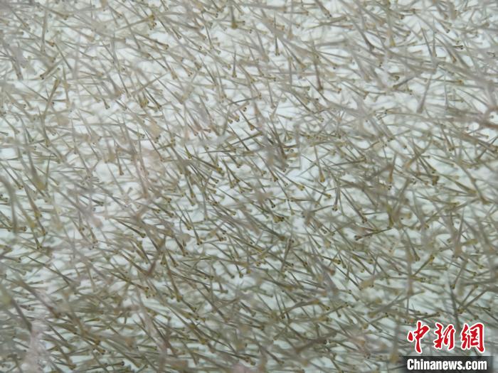 圖為密集分布的魚苗。　張?zhí)砀?攝
