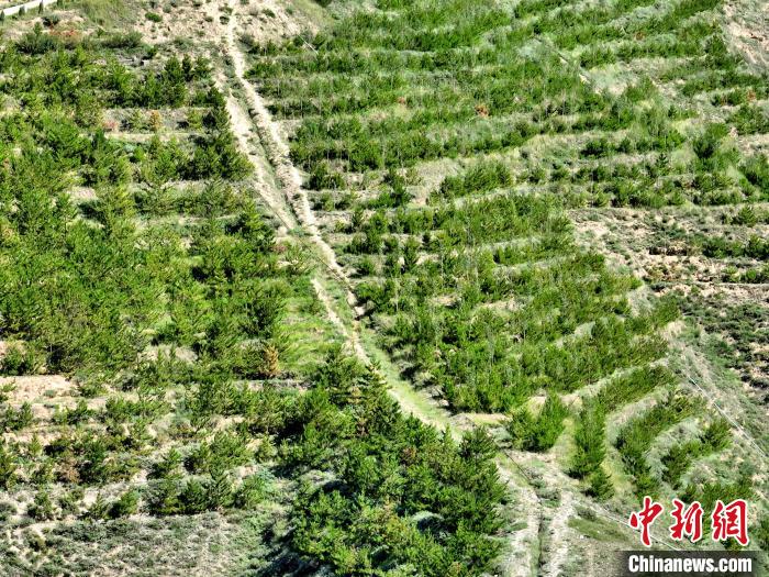 航拍建行青海省分行綠化區?！∑钤鲚?攝