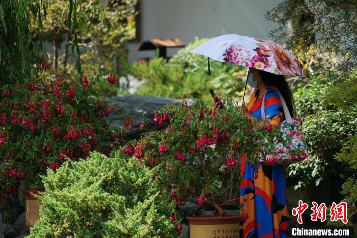 圖為市民在西寧園林植物園內(nèi)賞花拍照。　馬銘言 攝