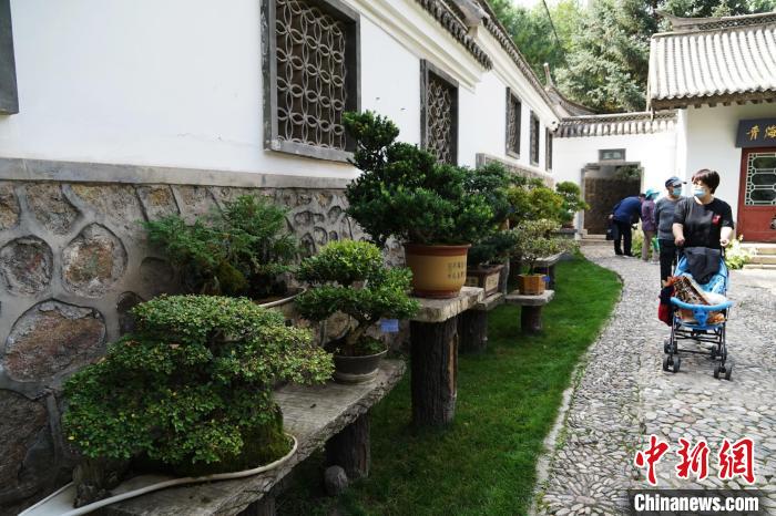 圖為市民在西寧園林植物園內(nèi)觀賞盆景。　馬銘言 攝