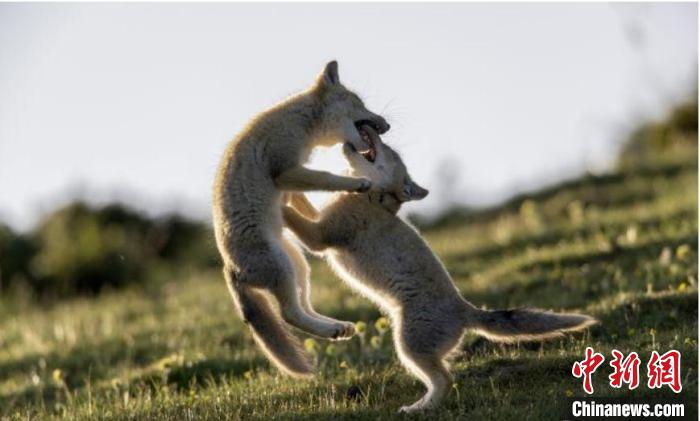 圖為郝進(jìn)芳的作品《難分勝負(fù)》?！∏嗪Ｊ∑钸B山自然保護(hù)協(xié)會(huì)供圖