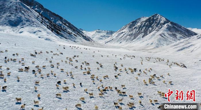 圖為羊群在雪地里覓食?！《继m縣融媒體中心供圖