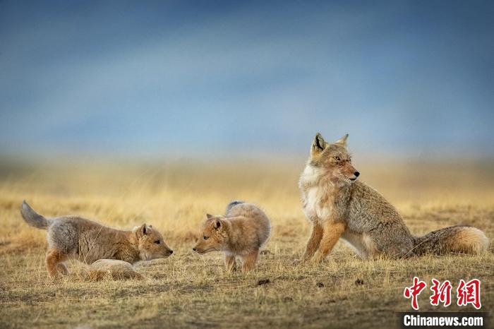 圖為焦生福的作品《居安思?！?。　青海省祁連山自然保護協會供圖