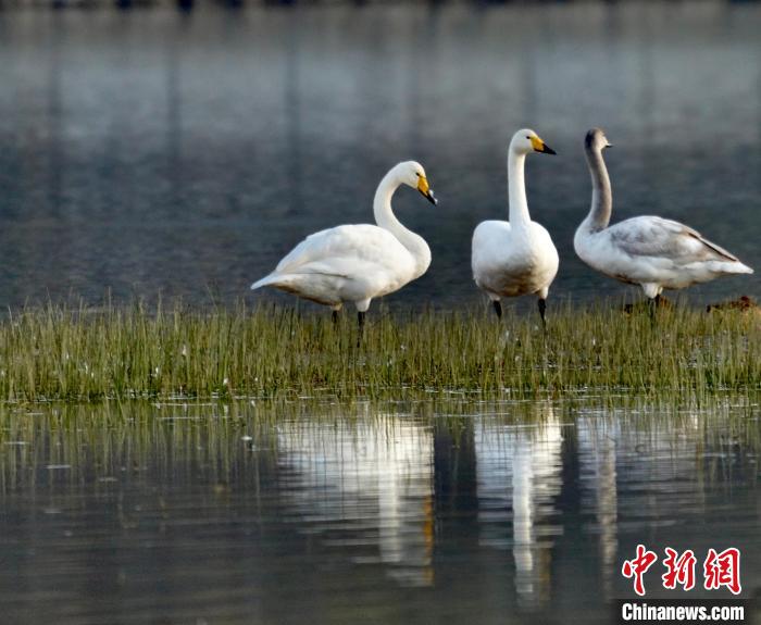 圖為三只大天鵝?！±钣穹?攝