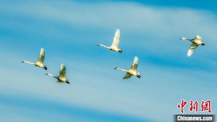 圖為天鵝在空中飛翔。　何啟金 攝