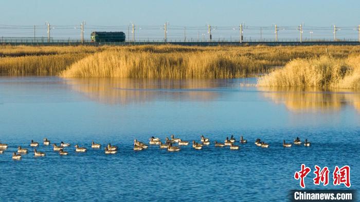 圖為多種野生鳥類在湖中游蕩?！『螁⒔?攝