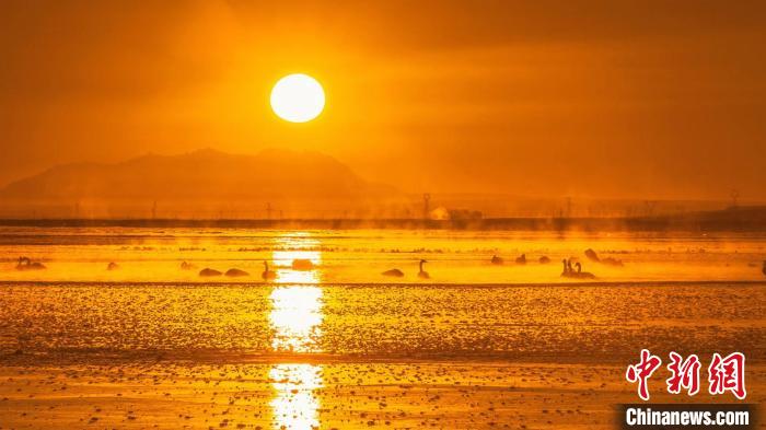 圖為天鵝群在湖中休憩?！『螁⒔?攝