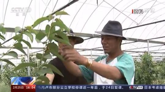 種蘑菇、養(yǎng)駱駝...。。特色產(chǎn)業(yè)助力鄉(xiāng)村振興走新路