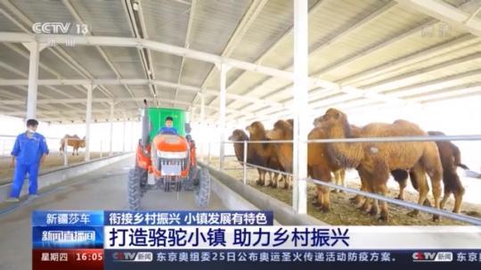 種蘑菇、養(yǎng)駱駝...。。特色產(chǎn)業(yè)助力鄉(xiāng)村振興走新路