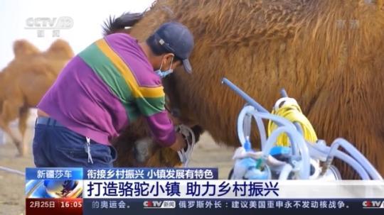 種蘑菇、養(yǎng)駱駝...。。特色產(chǎn)業(yè)助力鄉(xiāng)村振興走新路