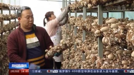 種蘑菇、養(yǎng)駱駝...。。特色產(chǎn)業(yè)助力鄉(xiāng)村振興走新路