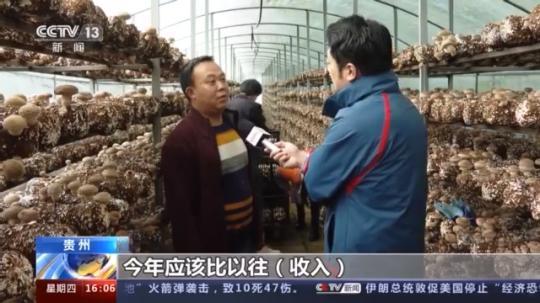 種蘑菇、養(yǎng)駱駝...。。特色產(chǎn)業(yè)助力鄉(xiāng)村振興走新路