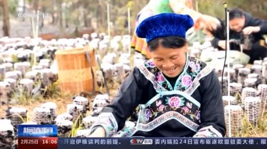 種蘑菇、養(yǎng)駱駝...。。特色產(chǎn)業(yè)助力鄉(xiāng)村振興走新路