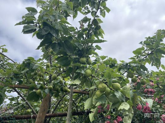 【走進鄉村看小康】西藏塔巴村：村美陶美人更美