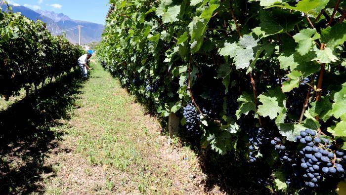 昌都芒康縣依托“兩江流域”干熱河谷地帶地理優(yōu)勢將康巴蜜橘、蘋果、甜石榴、葡萄、蜜桃等經(jīng)濟(jì)林木種植。 昌都市芒康縣委宣傳部供圖