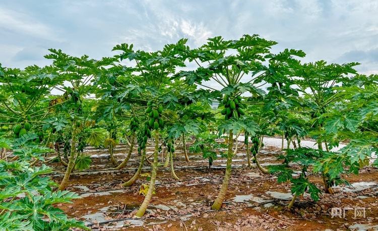 高質量發展看中國 | 廣西:三產融合“潤澤”鄉村沃土 讓農民腰包越來越鼓