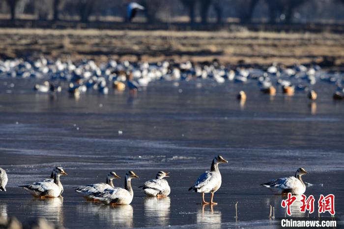 圖為拉薩市林周縣境內越冬的候鳥。 貢嘎來松 攝