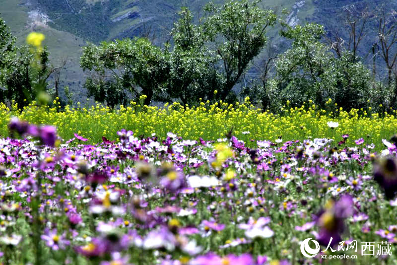 油菜花與格桑花相映成趣。人民網 李海霞攝