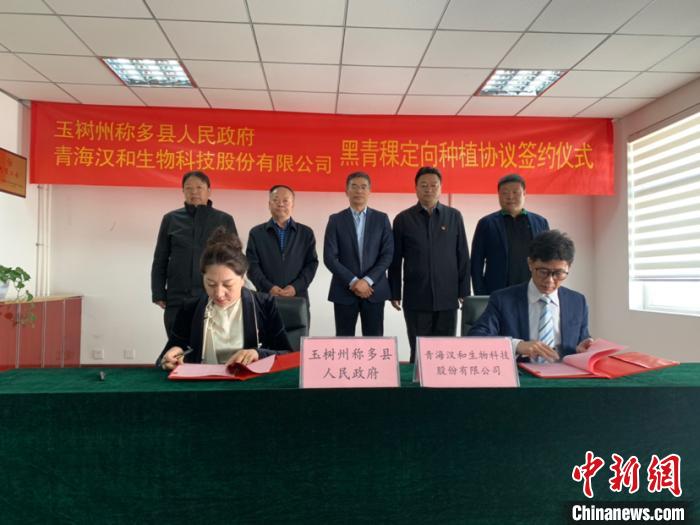 黑青稞變身“金種子”青海藏區農業搭上“快車道”