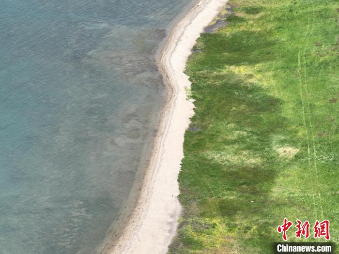 圖為航拍仲夏時節，青海湖畔綠茵如毯。　祁增蓓 攝