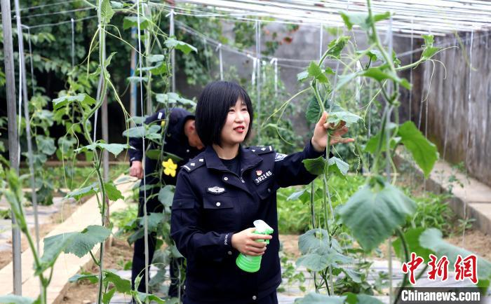 圖為李冬雪在溫室大棚里勞作。 西藏出入境邊防檢查總站供圖