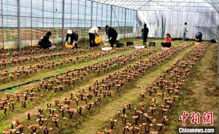 西藏米林“家庭農場”：引領種植產業助力鄉村振興