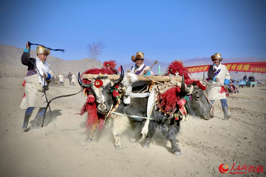 在過去漫長的歲月里，牦牛是農耕的主力，“二牛抬杠”代表了一個時代。人民網 次仁羅布攝