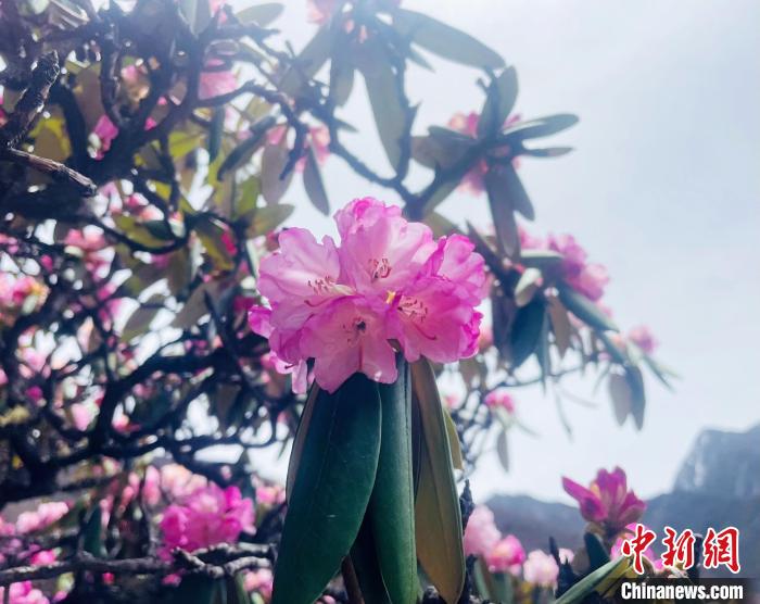 近日,西藏自治區(qū)山南市加查縣索囊溝的杜鵑花競相綻放。 冉文娟 攝