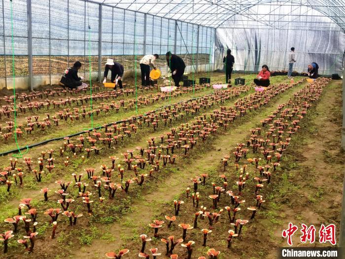 “四統一模式”助推西藏這個村靈芝豐產又豐收